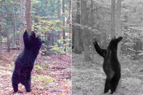 dancing bear strip show of her life|Watch: People Are Comparing This Bear's Dance Moves to a .